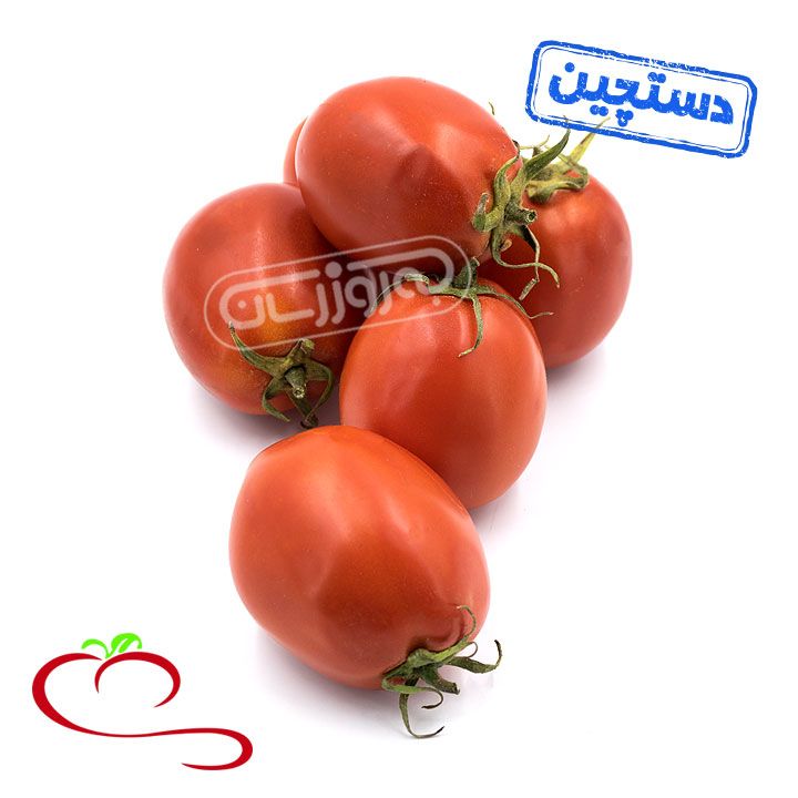 گوجه فرنگی دستچین مزرعه ارگانیک