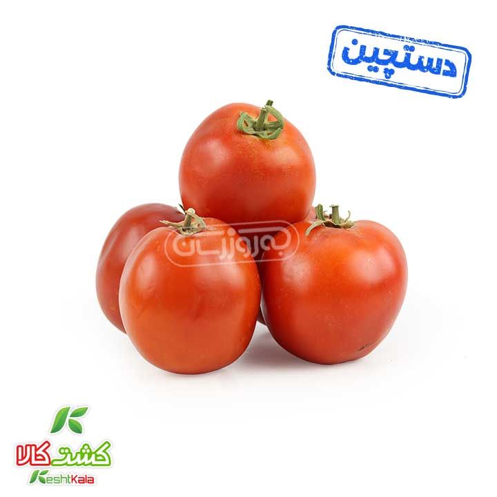 گوجه فرنگی دستچین کشت کالا
