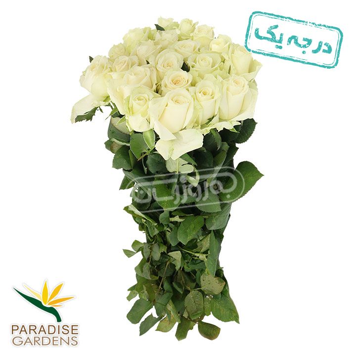 دسته گل رز هلندی سفید درجه یک پارادایس 20 شاخه ای
