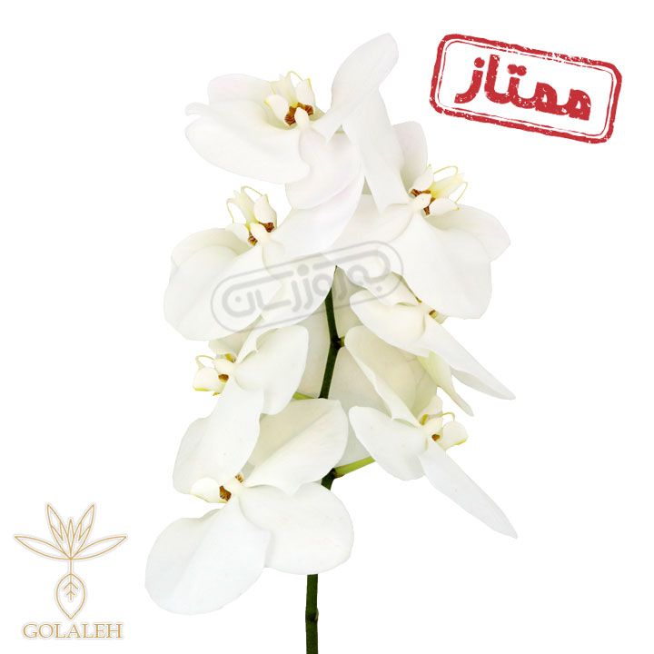 شاخه گل ارکیده فلونوپسیس سفیدممتازگلاله