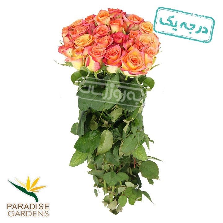 دسته گل رز هلندی اتوپیا نارنجی درجه یک پارادایس 20 شاخه ای