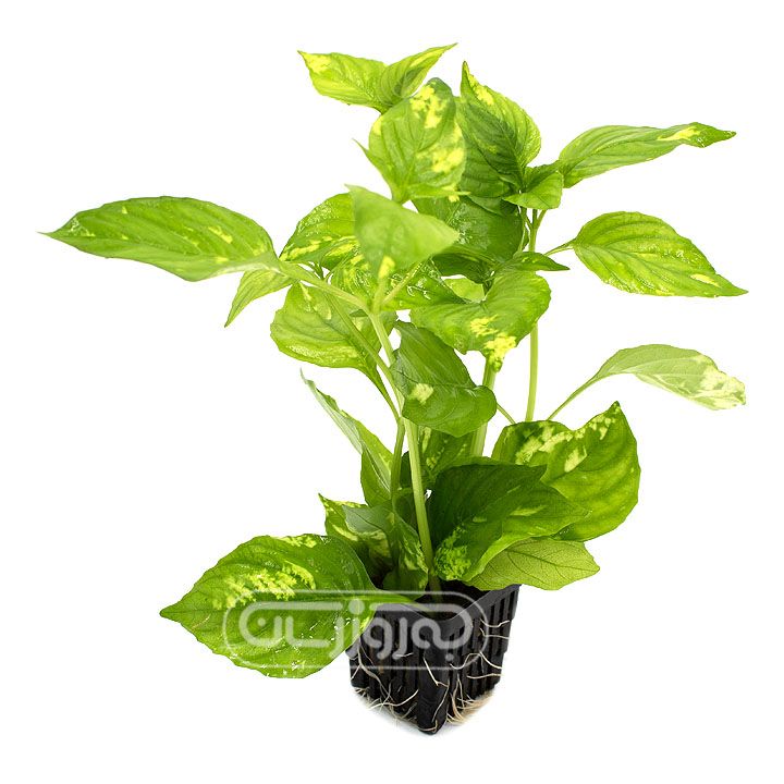 گیاه رویال سبز با پایه بلند کیمیا پلنت