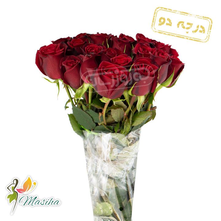 20 شاخه رز هلندی قرمز درجه 2 مسیحا