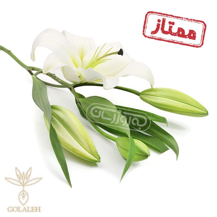شاخه گل لیلیوم سفیدممتازگلاله