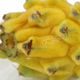 میوه دراگون فروت زرد کشاورزی رضوانی 1 عددی 