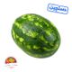 هندوانه کوچک دستچین سوپر میوه تک وزن حدود 5 تا 7 کیلوگرم