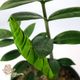 گیاه زاموفیلیا گل سرمه سایز کوچک