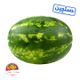هندوانه متوسط دستچین سوپر میوه تک وزن تقریبی بین 6 تا 8 کیلوگرمی