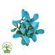 گیاه کراسولا آبی گل بهار