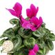 گل آپارتمانی سیکلمه کوچک ایران هلند