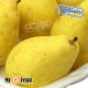 گلابی بیروتی دستچین Mr.Fruit وزن 1 کیلوگرمی