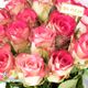 20 شاخه رز هلندی صورتی درجه 2 مسیحا