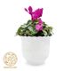گل آپارتمانی سیکلمه کوچک ایران هلند