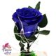 گل رز جاودان آبی به همراه ساقه و خزه فلاورشاپ تک شاخه ای