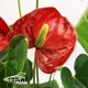 گلدان آنتریوم قرمز هایپر گل ایوار