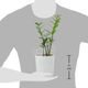 گیاه زاموفلیا هایپر گل ایوار سایز کوچک