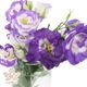 گل لیسین توس بنفش به همراه گلدان گلی گل 5 شاخه