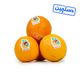 پرتقال دستچین ایران میوه