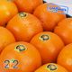 پرتقال تامسون شمال دستچین سبدی برند 202 حدود 2.5 تا 3.5 کیلوگرم