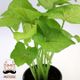 گیاه سینگونیوم مستر گل سایز متوسط