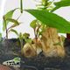 گیاه وراریوم آنتالیا هایپر گل ایوار سایز متوسط