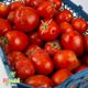 گوجه فرنگی ربی کشت کالا