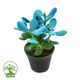 گیاه کراسولا آبی گل بهار