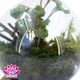 گیاه وابی کوزا مدل بالن کوچک به همراه تخته چوب گل آرای